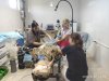 Воспроизводство стада: Лапароскопическое осеменение, эмбриотрансплантация
