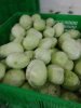 Капуста свежая оптом от производителя (Сызранский район, Самарская область)