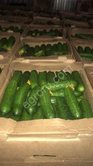 огурцы