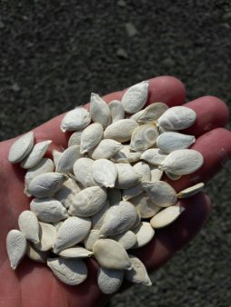 семена Тыквенные