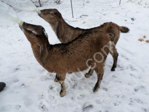 Козлики