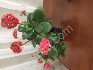 Примулы, цикламены