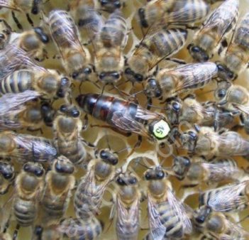 Пчелопакеты Carnica 2019