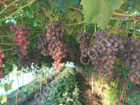Виноград
