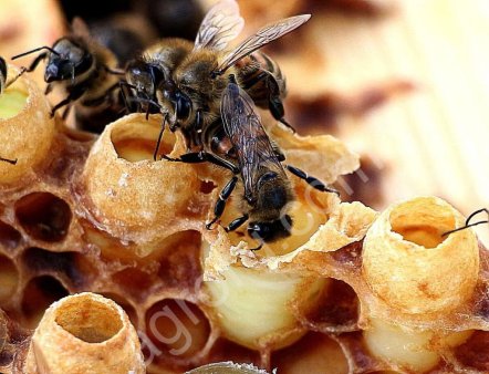 Маточное молочко пчелиное