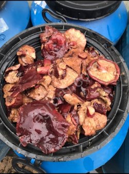 Груздь чёрный