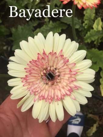 Рассада Герберы