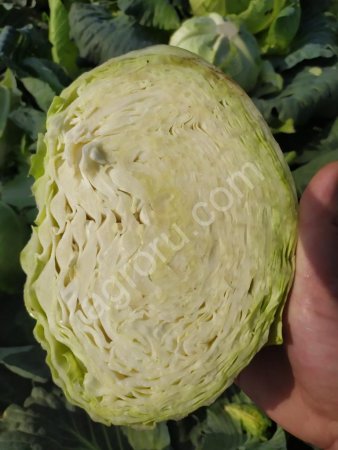 Капуста белокочанная