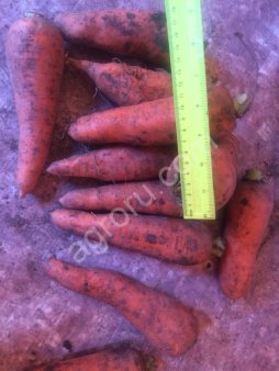 Морковь оптом