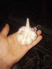 Чеснок