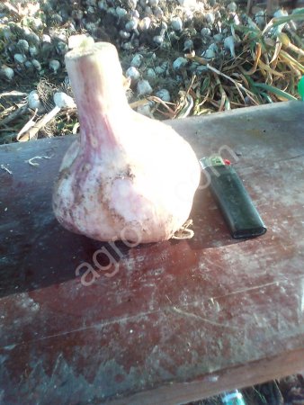 Чеснок 2018 года