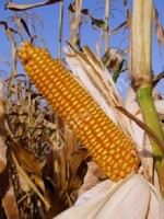 Семена гибридной кукурузы Росс 140 СВ