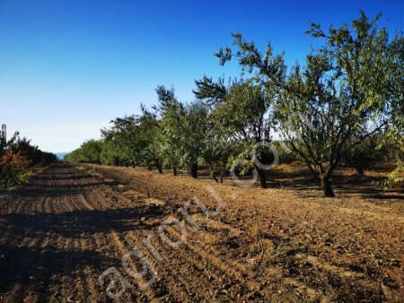 Сырой сладкий миндаль в скорлупе