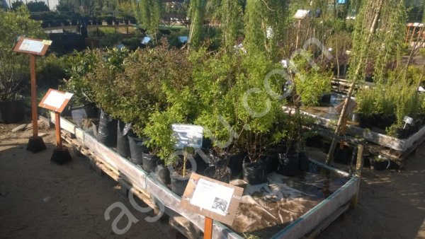 Барбарис саженцы