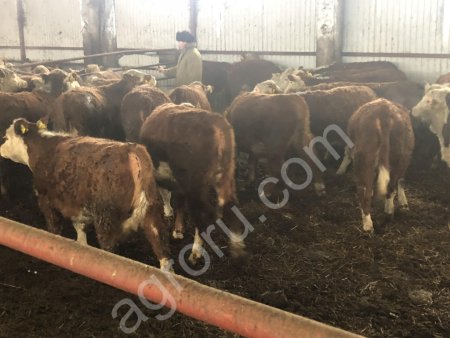 Телки породы герефорд