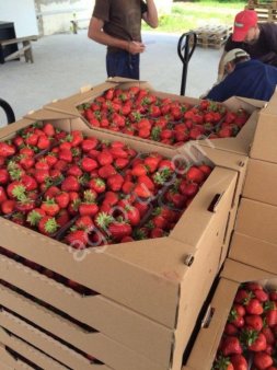 Свежая клубника оптом от КФХ
