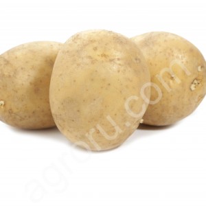 Семенной картофель Фазан