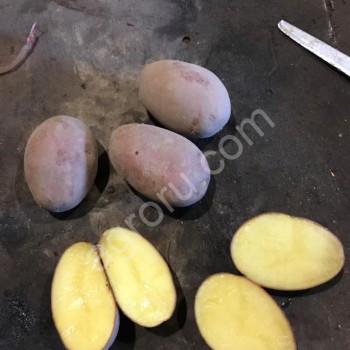 Картофель оптом Розара производитель