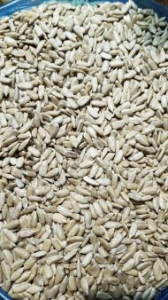 Ядро Подсолнечника 36+