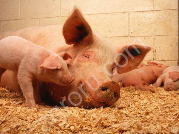 Поросята мясной породы ландрас + дюрок