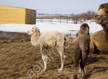 верблюжат