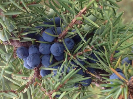 Ягоды можжевельника