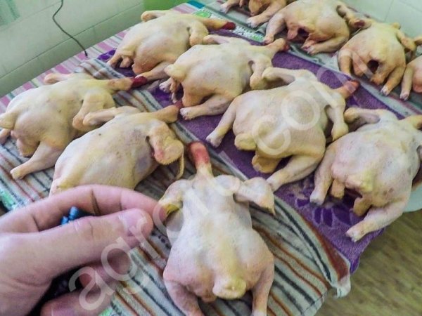 мясо бройлера
