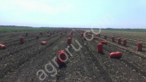 ЛУК репчатый (Урожай 2018 г.)