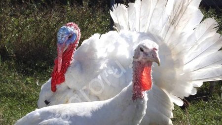 Инкубационное яйцо индейки: Биг-6, Виктория, Цветной бройлер, Белая широкогрудая