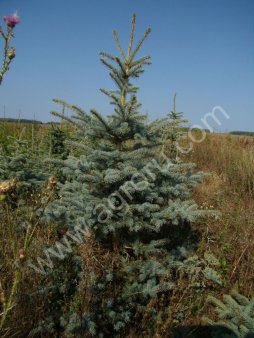 семена хвойные