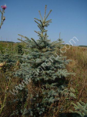 семена хвойные