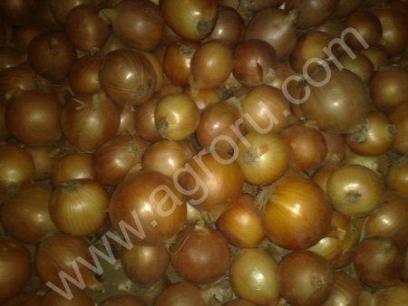 Лук репчатый