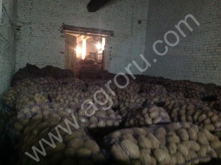 Картофель оптом