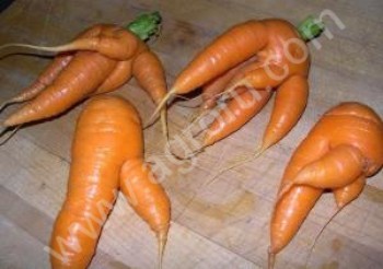<span>морковь</span> на переработку