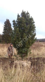 Кедр Сибирский. Деревья 4,00-5,00 м. Экстра-класс