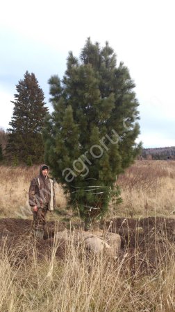Кедр Сибирский. Деревья 4,00-5,00 м. Экстра-класс
