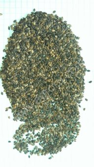 семена и сеянцы сосны и ели