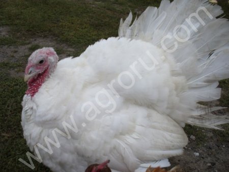 индюшат тяжелого кросса! Породы БЮТ-8, БИГ-6