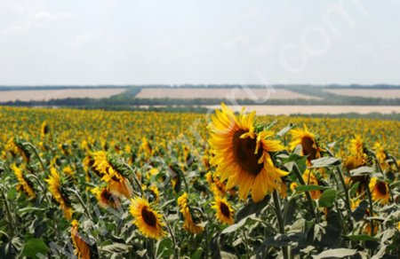 МАСЛО ПОДСОЛНЕЧНОЕ оптом