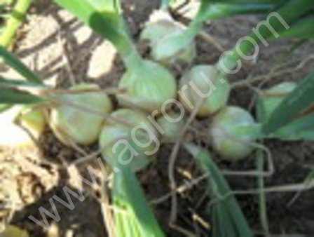 Лук репчатый Спениш Медальон оптом