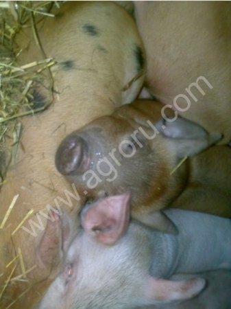 Поросята месячные