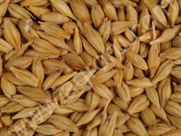 Семена озимого ячменя. Урожай 2020 года.