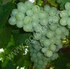 виноград