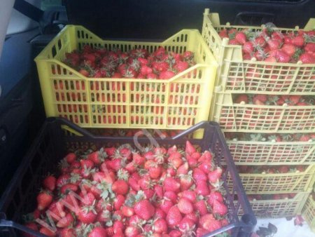 Клубника свежая