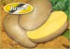 Семенной картофель Джувел (Ювель) 1 и2 репродукция