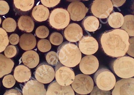 Лес - кругляк