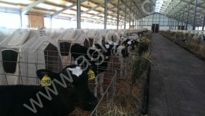 Телята Бычки и Тёлочки