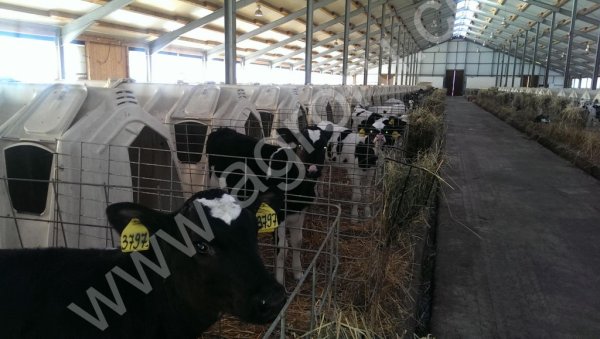 Телята Бычки и Тёлочки