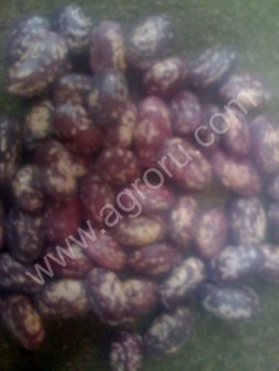 Фасоль оптом