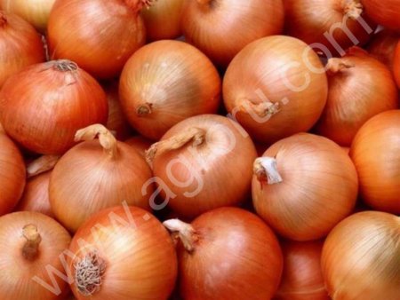 Семена лука Халцедон